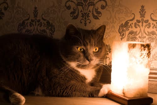 Are salt lamps bad for cats? 