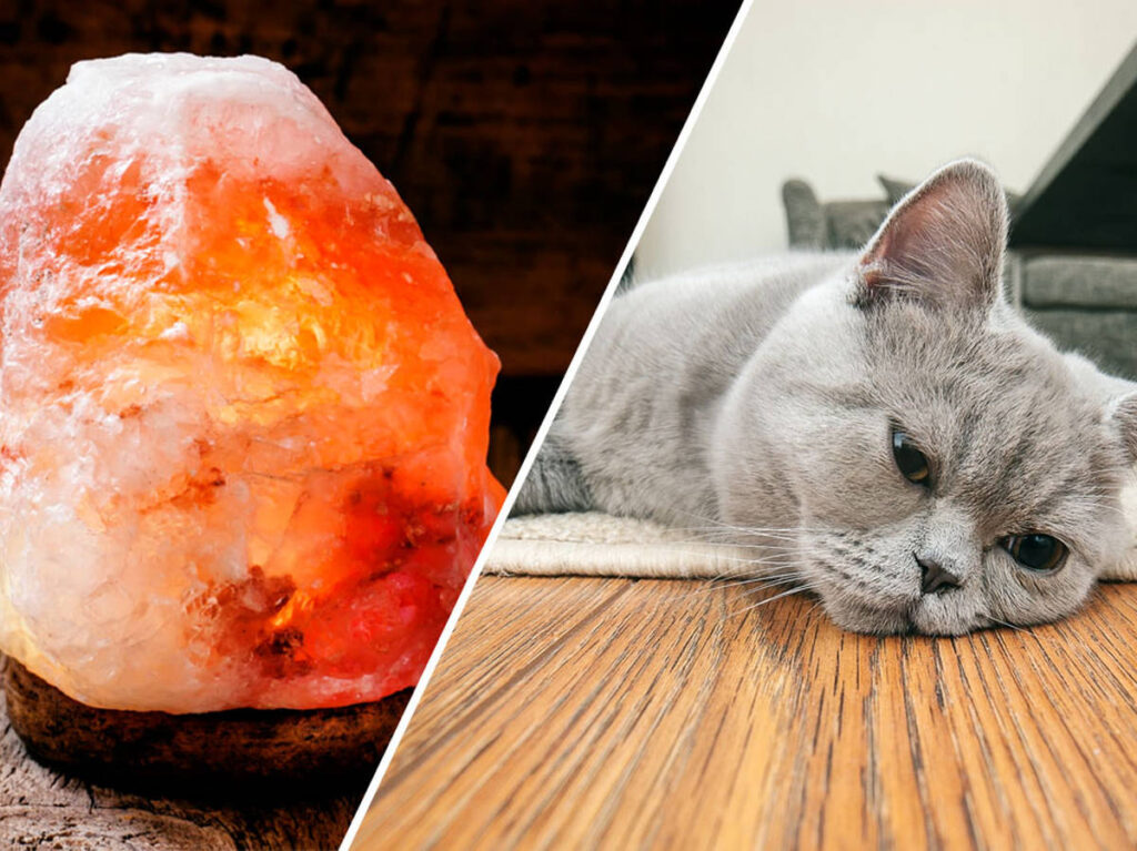 Are salt lamps bad for cats? 