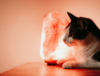 Are salt lamps bad for cats?
